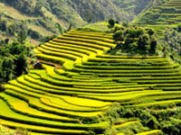 Sapa trekking tour